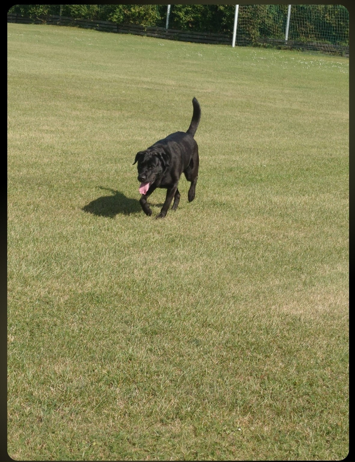 Jack auf der Wiese